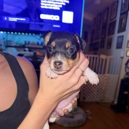 Ruby female 1 - White black and tan female Toy Fox Terrier puppy in Clermont, Florida from Debbie Hiles's Toy Fox Terriers