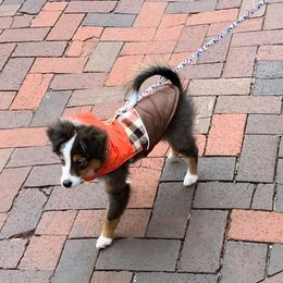 Miniature Australian Shepherd and Toy Australian Shepherd Puppies from Loyal Litters Toy Australian Shepherds