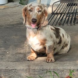 Trixie - Dachshund