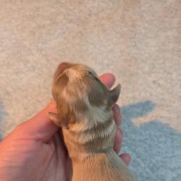 Simon - Fawn (Isabella) male Dachshund puppy in West Plains, Missouri from Spring Creek Dachshunds