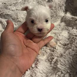 Female 1 - Parti female Yorkshire Terrier puppy in Fredericksburg, Virginia from VA Exclusive Yorkies