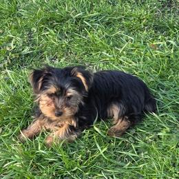 Mason - Black and tan male Yorkshire Terrier puppy in Grafton, West Virginia from Gemstone Kennel