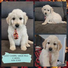Lucky Charms - Cream male Goldendoodle puppy in Zanesville, Ohio from Oodles of Doodles & Poos