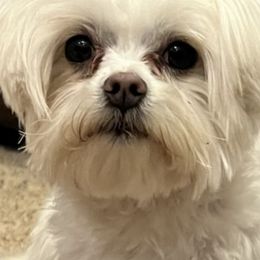 Assorted Doodle Crosses, Maltese, Maltipoos, Morkies, and Toy Australian Shepherds from 4R Aussies & Tiny Paws