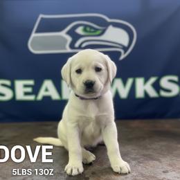 Dove - Yellow female Labrador Retriever puppy in Puyallup, Washington from 12 Door Farm Labradors