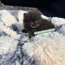 Tiny Brindle boy - Black and brindle male Pomeranian puppy in Kentucky from Em&M Pomeranians