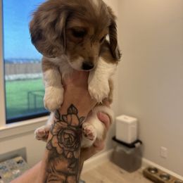 Puppy 1 - Dapple male Dachshund puppy in Fort Worth, Texas from Honey B’s Doxies