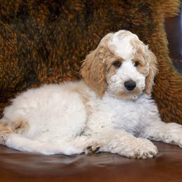 Leaf - Parti male Goldendoodle puppy in Idaho Falls, Idaho from High Quality Goldendoodles