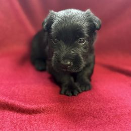 Boy 3 - Black male Scottish Terrier puppy in Scurry, Texas from Starlight Scotties of Texas