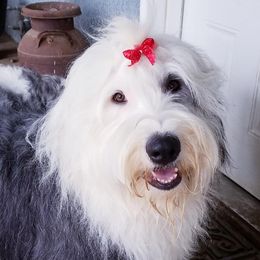 Gracie - Old English Sheepdog