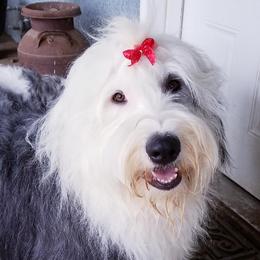 Gracie - Old English Sheepdog