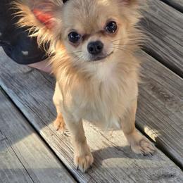 Loki Bear - Chihuahua