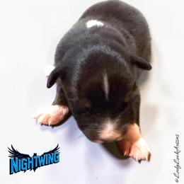 NIGHTWING-Black Tri Male - Black tri-color male Australian Shepherd puppy in Gainesville, Texas from Lady Luck Aussies