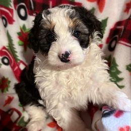 Bandit - Black tri-color male Aussiedoodle puppy in Maysville, Missouri from Mini AussieDoodles on Meadow Lane