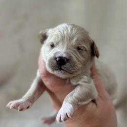 Ferris Wheel - Apricot male Goldendoodle puppy in Wharton, Texas from Little Fur Friends