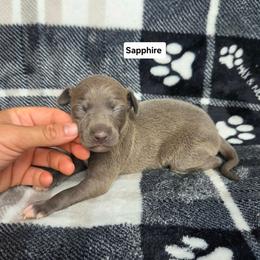 Sapphire - Blue female Italian Greyhound puppy in Parsons, Kansas from Feathered Cactus Farm
