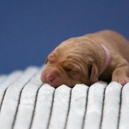 Labrador Retriever Puppies from Sun Ridge Labradors