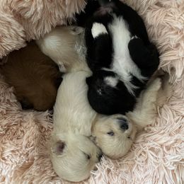 Pomeranian Puppies from Mac Daddy Poms