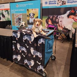 Miniature American Shepherd Puppies from Sterling Acres