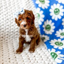 Nico Robin - Red  female Goldendoodle puppy in Springville, Utah from Happy Doodle