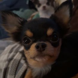 Emmy - Chihuahua