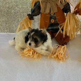 Flynn- 3000 - Black tan and white male Biewer Terrier puppy in Douglas, Georgia from Heartland small breeds