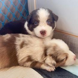Daisy - Red tri-color female Australian Shepherd puppy in Williston, Florida from Over The Rainbow Aussies