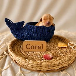 Coral - Dark golden female Golden Retriever puppy in San Bernardino, California from Thegoldendreams1