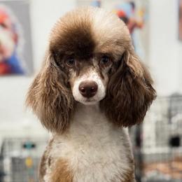 Leo - Poodle