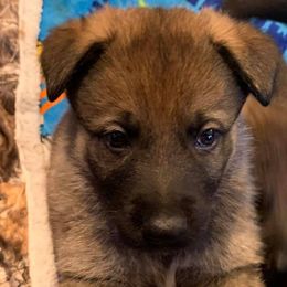 German Shepherd Puppies from Delaney Working Dogs