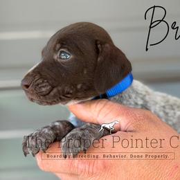 Brave - male German Shorthaired Pointer puppy in Six Mile, South Carolina from The Proper Pointer Co.