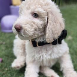 Lady Katara Sharmon Pupperton - Cream female Poodle puppy in Midlothian, Texas from Pristine Puppies & Signature Studs