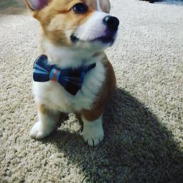 American Corgi, Cardigan Welsh Corgi, and Pembroke Welsh Corgi Puppies from Enok Corgis