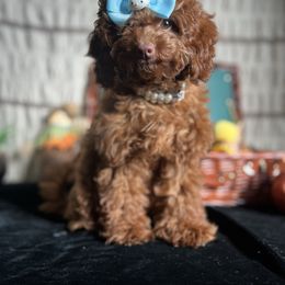 Pumpkin - Red female Assorted Doodle Crosses puppy in Hesperia, California from House of Poodles