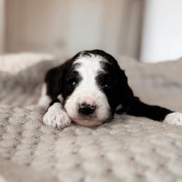 Rainier, Boy - Black and white male Bernedoodle puppy in Maricopa, Arizona from Desert Ridge Doodles
