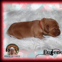 Eugene - Dark golden male Golden Retriever puppy in Anson, Texas from Diamond Bar N Ranch