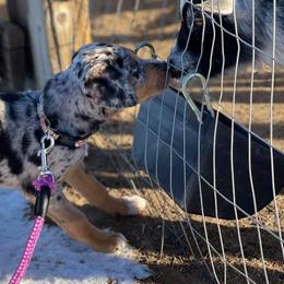 Catahoula Leopard Dog Puppies from ZM Catahoulas