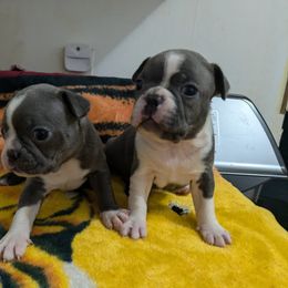 Boston Terrier Puppies from Maplecrest's Boston Terriers