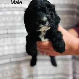 Muffin - Black and white male Cavapoo puppy in Woodleaf, North Carolina from Circle T Ranch K9s