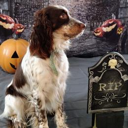 Pixie - English Springer Spaniel