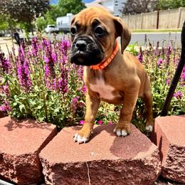 Orange - Fawn female Boxer puppy in Denver, Colorado from Yuni’s AKC Boxers