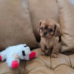Caper - Ruby male Cavalier King Charles Spaniel puppy in Pittsfield, Massachusetts from Lenore's Cavalier King Charles Spaniels and Afghan Hounds