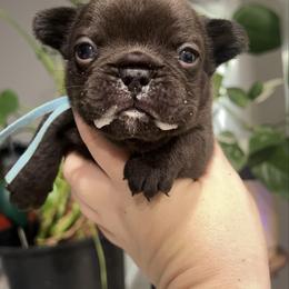 Java - Black and white male French Bulldog puppy in Galt, California from The three little frenchies