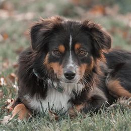 Whinnie - Australian Shepherd
