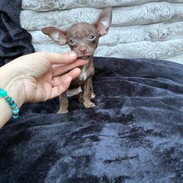 Peppermint - Chocolate male Chihuahua puppy in Conway, Arkansas from Kings chichis