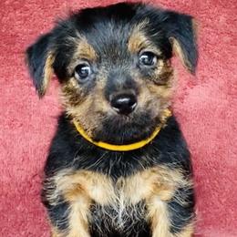 Gold Collar Female - Black and tan female Norfolk Terrier puppy in Bristol, Tennessee from Holston Hollow Farm