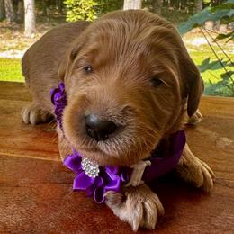 Heartsong Bear - Red  female Goldendoodle puppy in Camden, North Carolina from Oopsie Doodles of NC