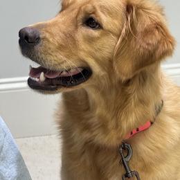 Golden Retrievers from Castleton Brooks Goldens