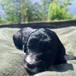 Fernie - female Australian Mountain Doodle puppy in Sherrills Ford, North Carolina from Magnolia Grove Farms