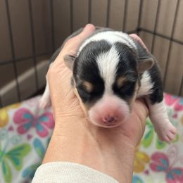 Girl 3 - Red female Pembroke Welsh Corgi puppy in Chino Valley, Arizona from Blecker Kennel